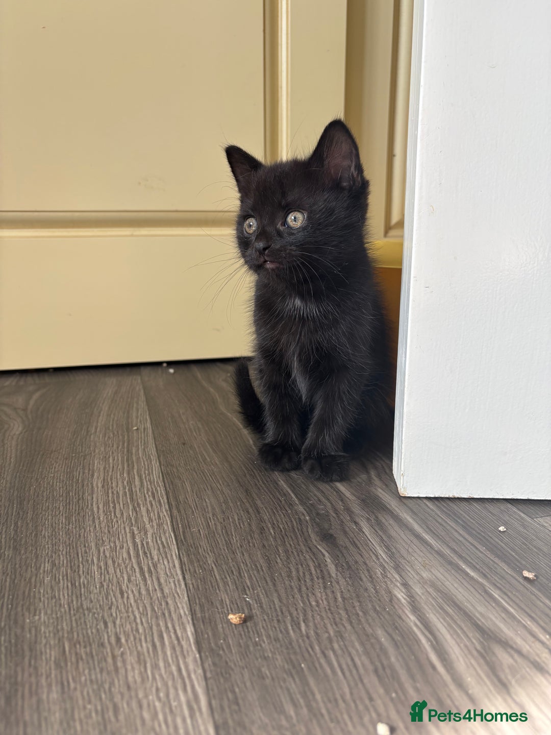 Mixed Breed cats for sale: Adorable kittens 🐈‍⬛ for sale. - Image 3