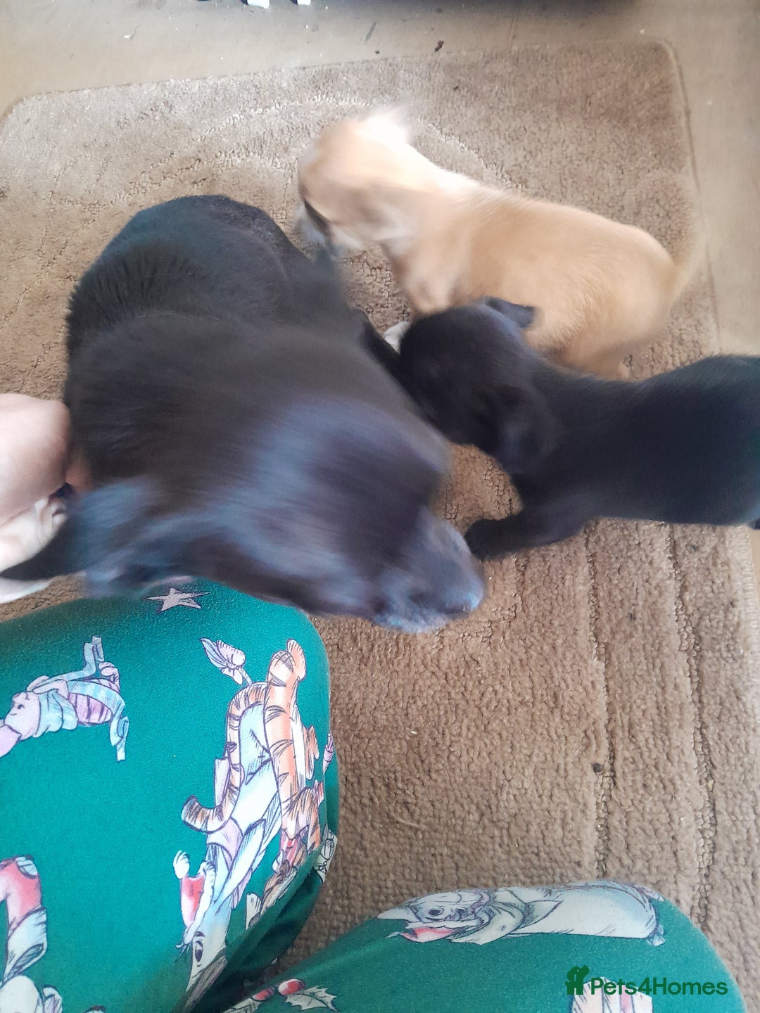 Mixed Breed dogs for sale: Jack russell x chihuahua boys only  - Image 12