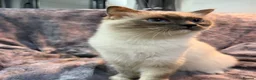 Ragdoll cats for sale: Ragdoll Show Quality Active GCCF  - Advert 3