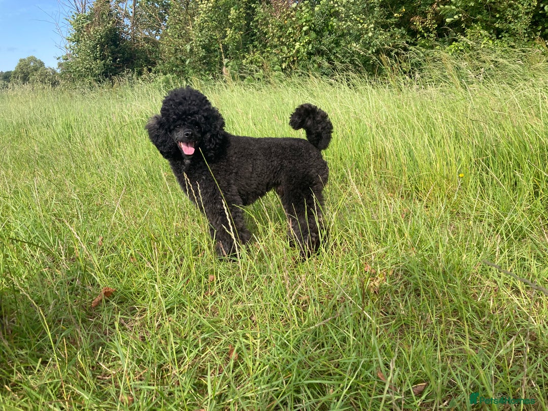Miniature Poodle dogs for stud: For Stud, Health Tested Toy Poodle in Wareham - Image 4