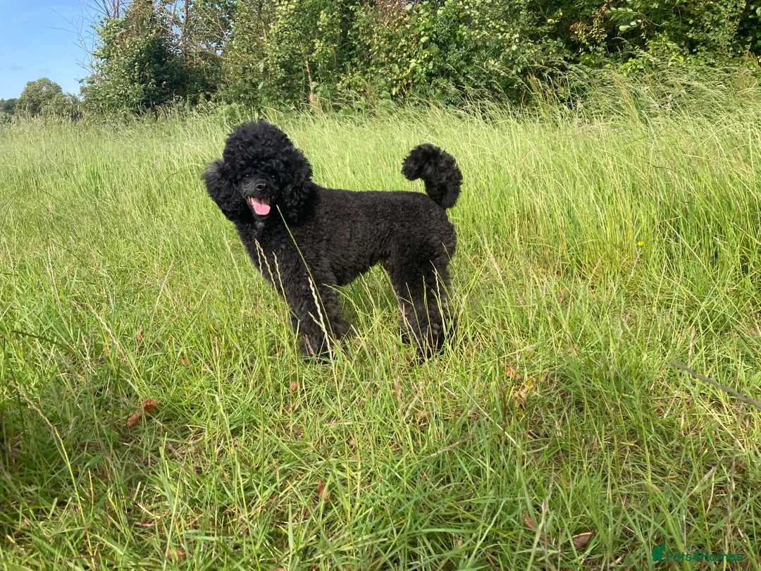 Miniature Poodle dogs for stud: For Stud, Health Tested Toy Poodle in Wareham - Advert 6