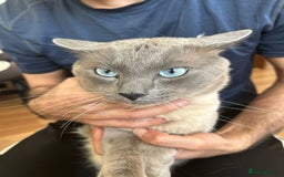 Mixed Breed cats for sale: 3 beautiful kittens left for sale!! - Image 19