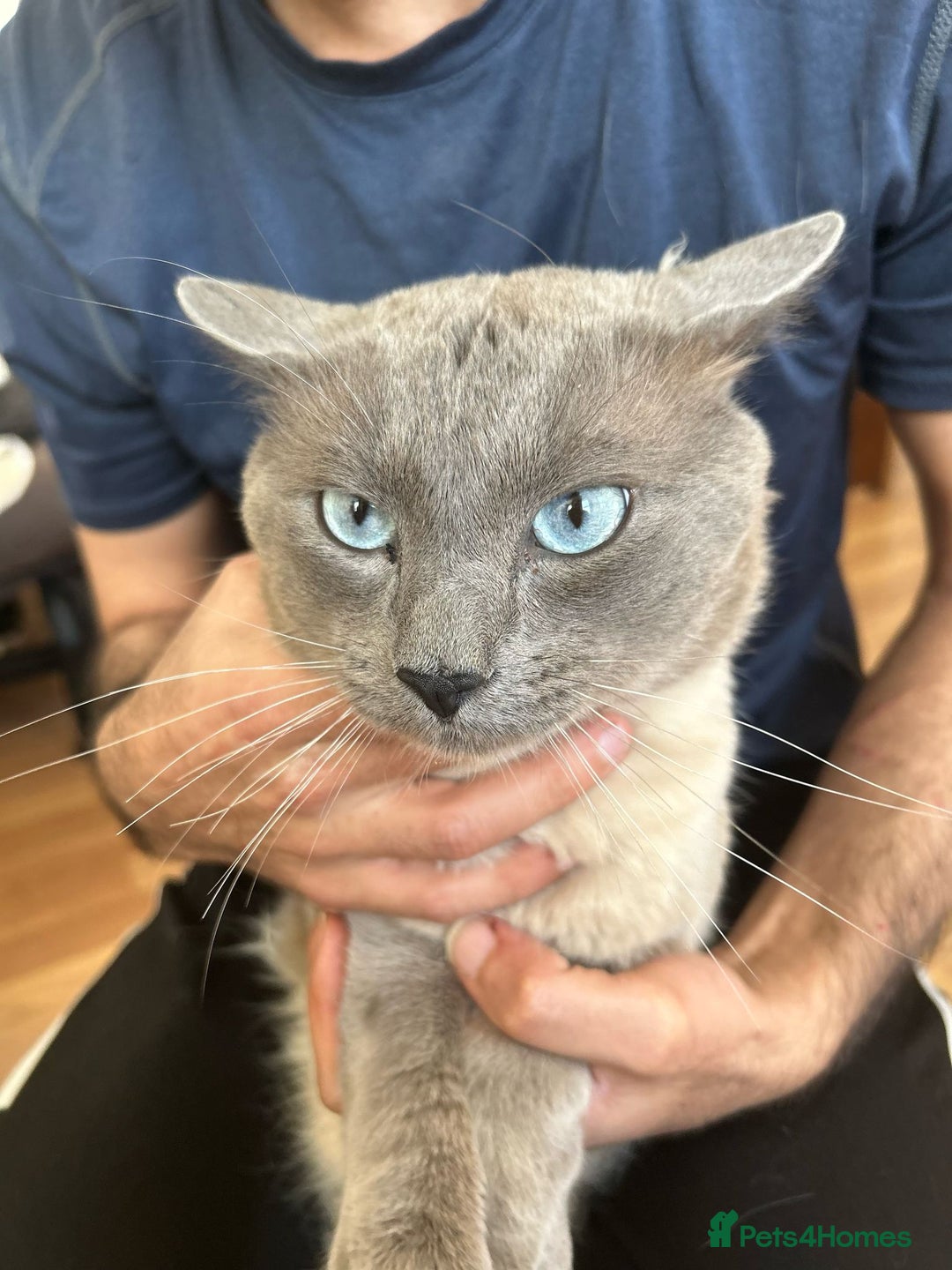 Mixed Breed cats for sale: 3 beautiful kittens left for sale!! - Image 19
