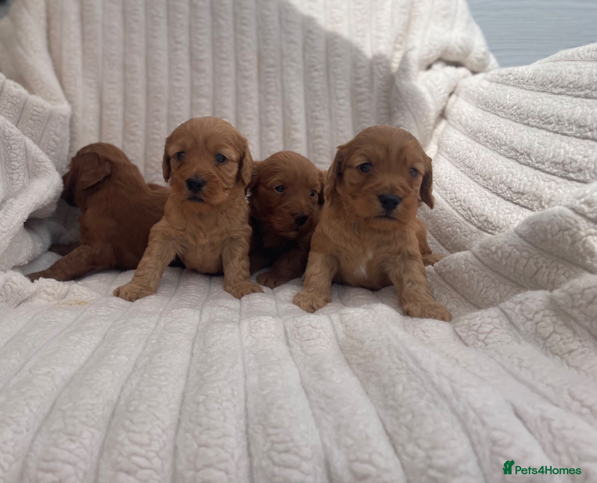 Cockapoo dogs Beautiful F1 cockapoos  - Advert 1