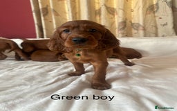 Irish Setter dogs for sale: Irish Setter Puppies 💜 - Image 20
