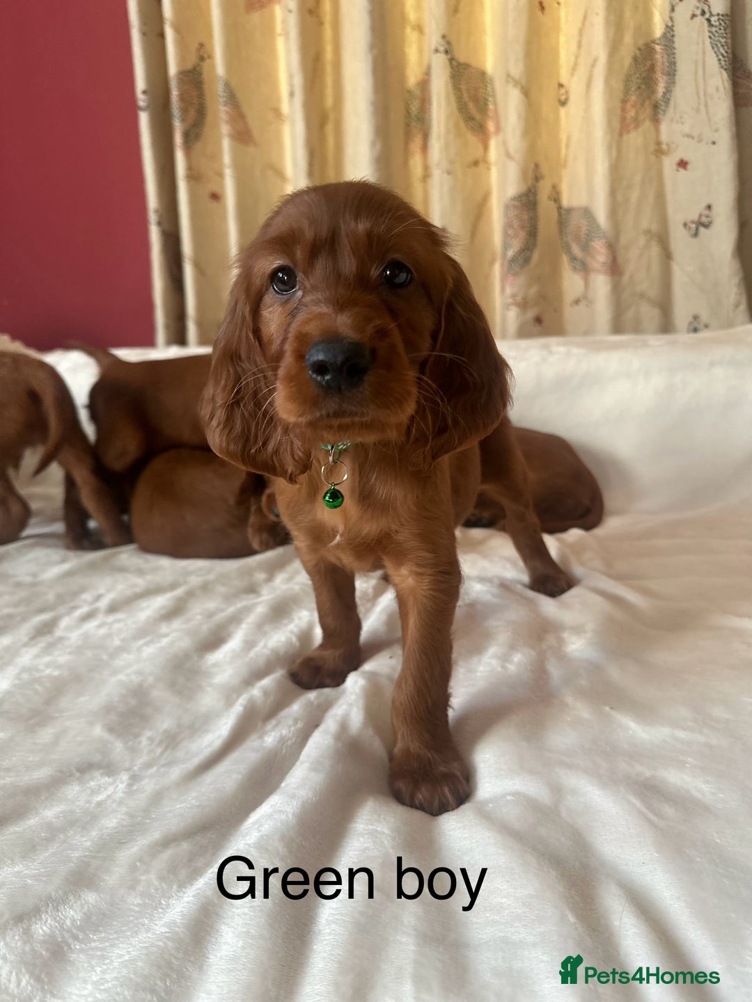 Irish Setter dogs for sale: Irish Setter Puppies 💜 - Image 20