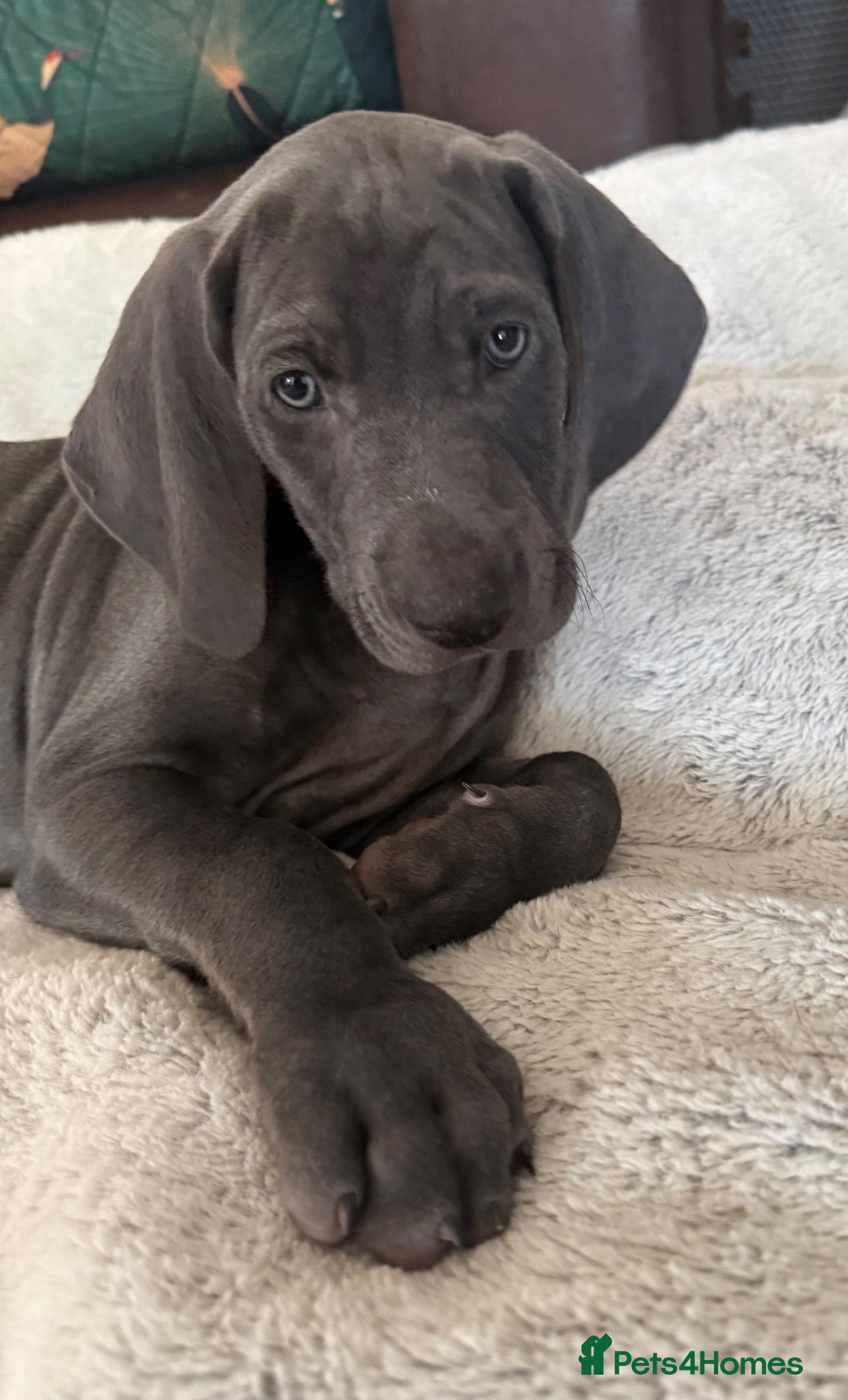 Weimaraner dogs KC Reg Weimaraner Puppies Silver & Blue - Advert 2