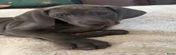 Weimaraner dogs for sale: KC Reg Weimaraner Puppies Silver & Blue - Advert 20