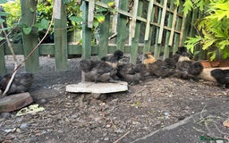 Chickens poultry for sale: Black silkie cockerel  - Image 3
