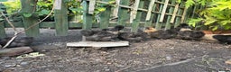 Chickens poultry for sale: Black silkie cockerel  - Advert 3