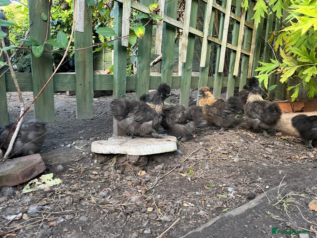 Chickens poultry for sale: Black silkie cockerel  - Image 3