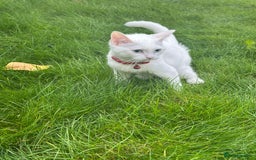 British Shorthair cats for sale: 3 beautiful kittens - Image 13