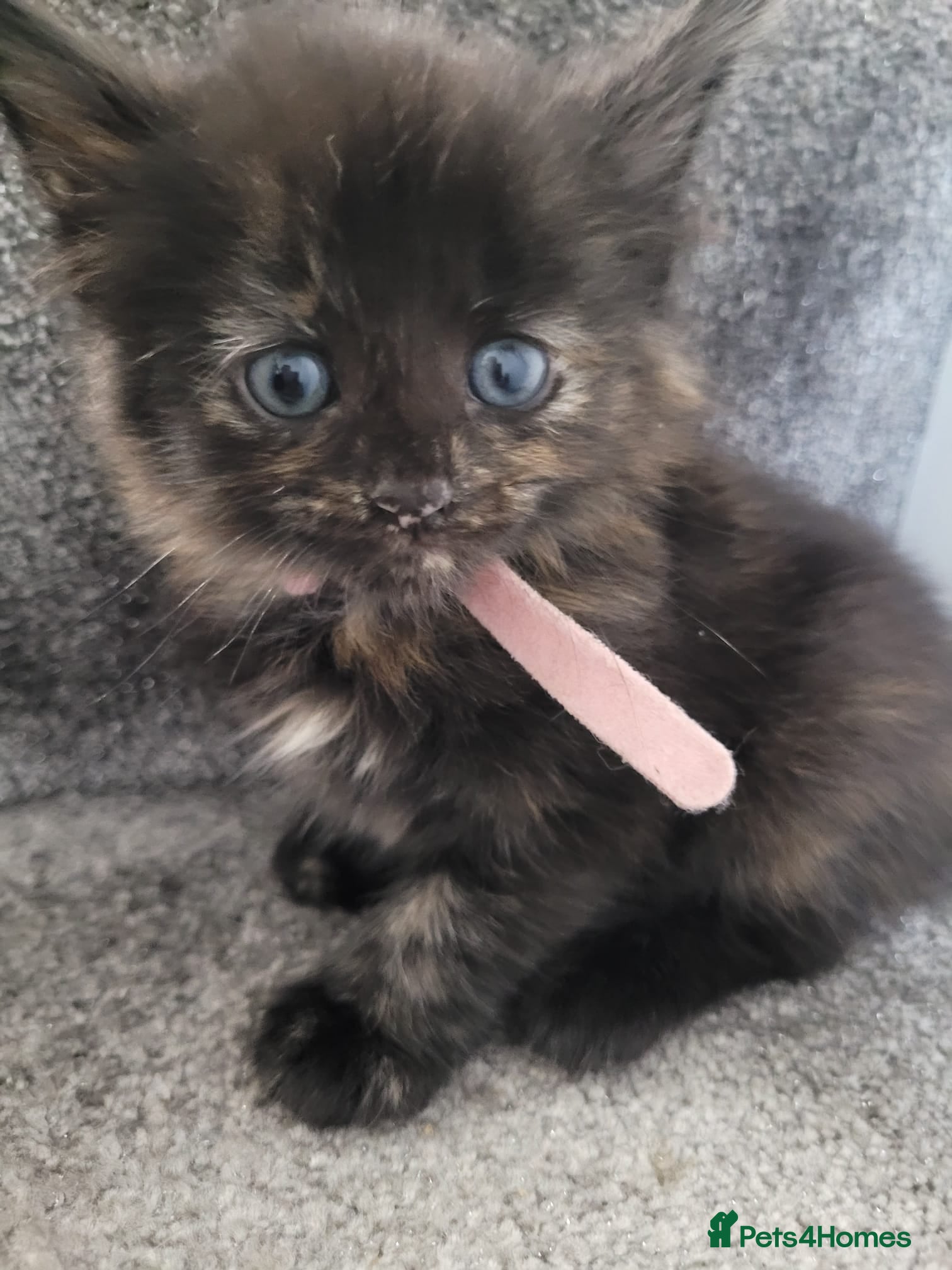 British Shorthair cats Beautiful Kittens 🐾Well Socialised, Loving  Pets - Advert 2