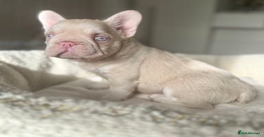 French Bulldog dogs - Advert 2
