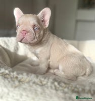 French Bulldog dogs - Advert 5