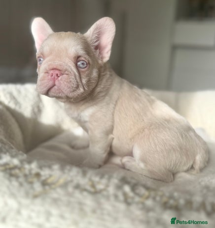 French Bulldog dogs - Advert 8