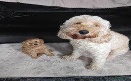 Cockapoo dogs for sale: Cockapoo female puppy  - Image 12