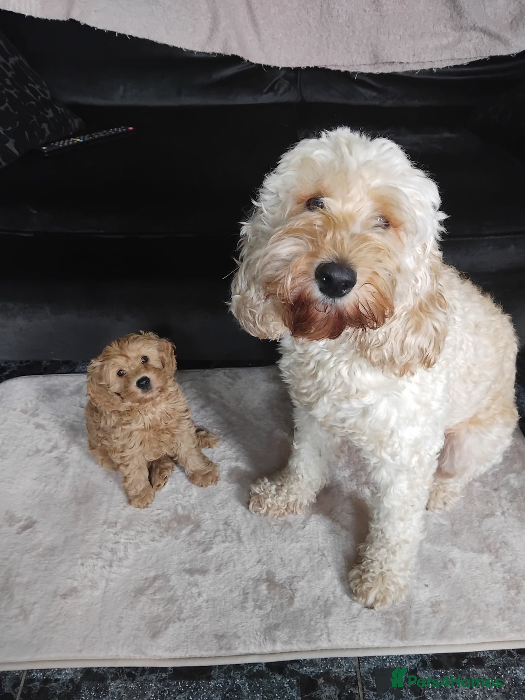 Cockapoo dogs for sale: Cockapoo female puppy  - Image 12