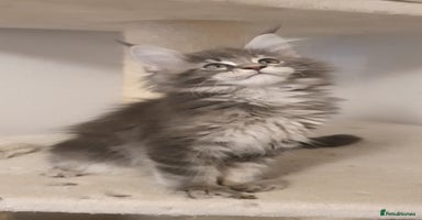 Maine Coon cats - Advert 12