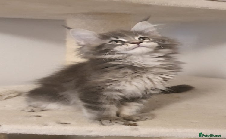 Maine Coon cats - Advert 7