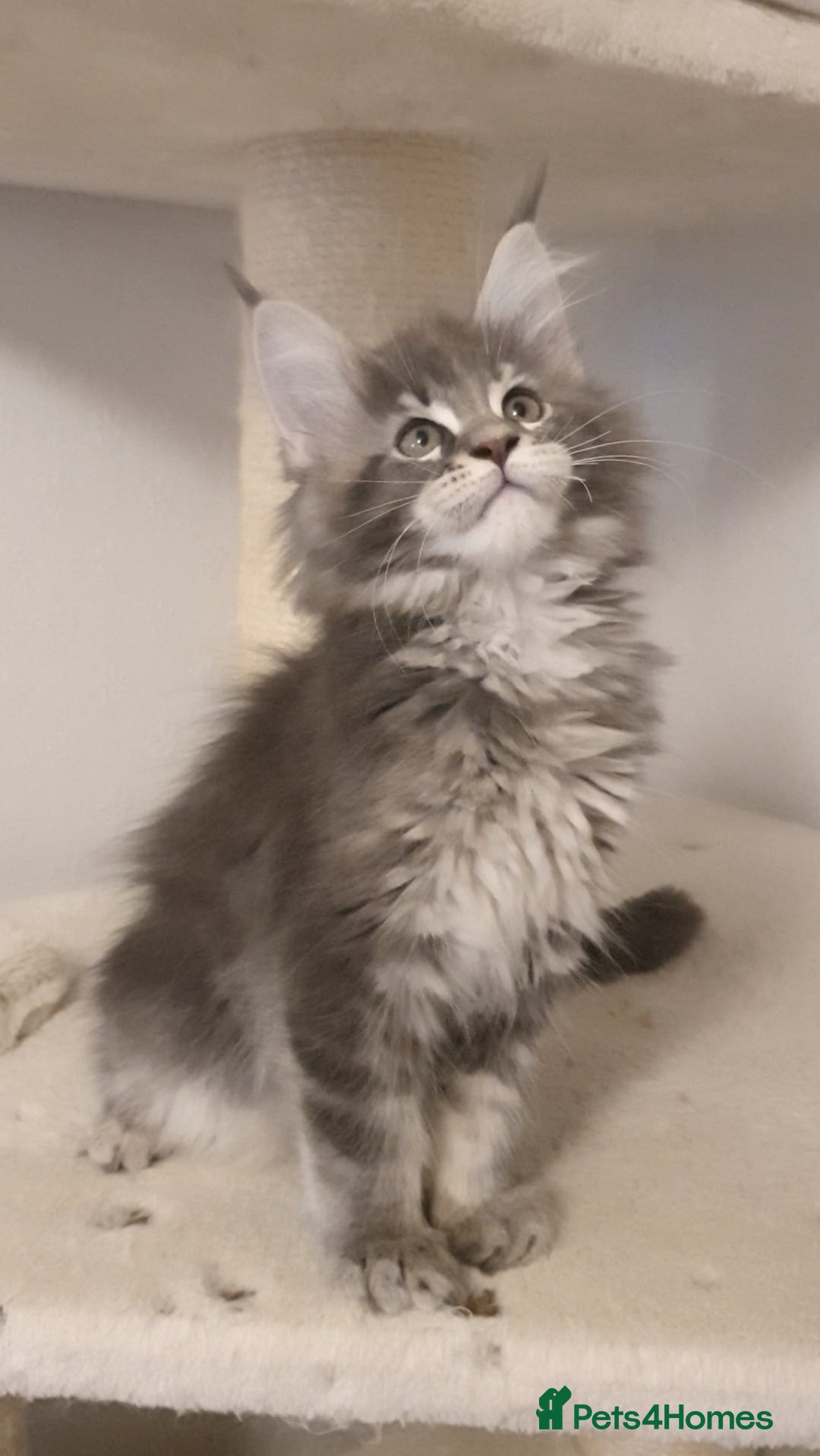 Maine Coon cats for sale: pure maine coon kittens - Image 3