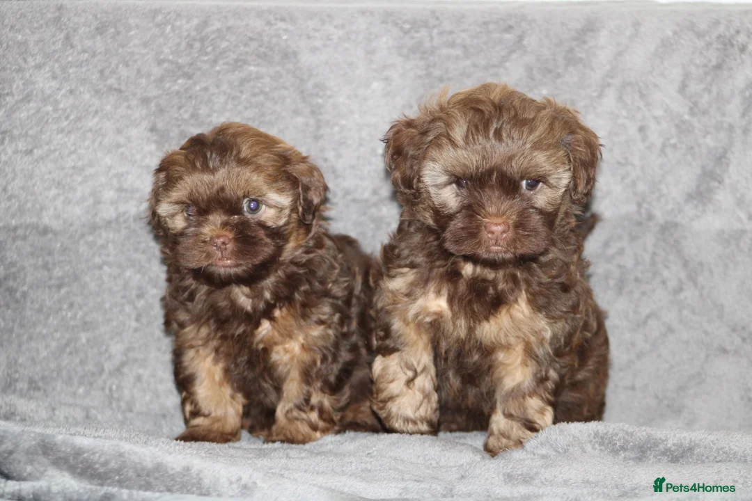 Shihpoo dogs for sale: Shih poo puppy’s  - Advert 38