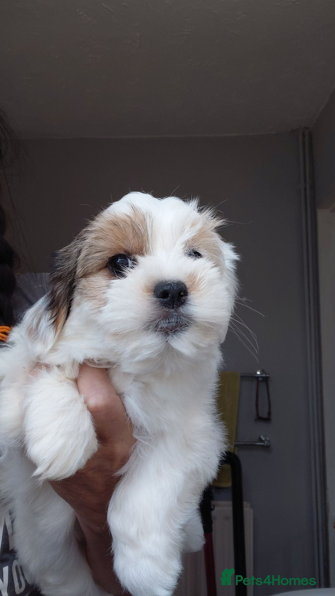 Biewer Terrier dogs Stunning Biewer Terrier puppies-Well-Trained  - Advert 10