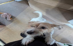 Jack Russell dogs for sale: Poppy - Image 4