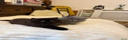 British Longhair cats for sale: Adorable British Long Hair Kittens (Girl & Boy)  - Advert 12