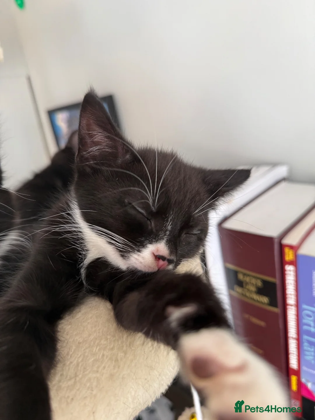 Mixed Breed cats for sale: 3 cheeky kittens - Advert 16