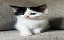 Mixed Breed cats for sale: Gorgeous half Persian fluffy Kittens  - Image 15
