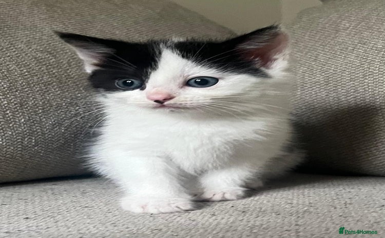 Mixed Breed cats - Advert 12