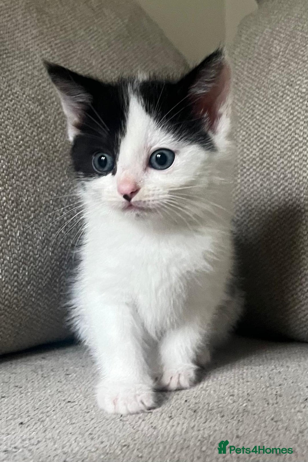 Mixed Breed cats for sale: Gorgeous half Persian fluffy Kittens  - Image 15