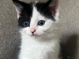 Mixed Breed cats - Advert 33