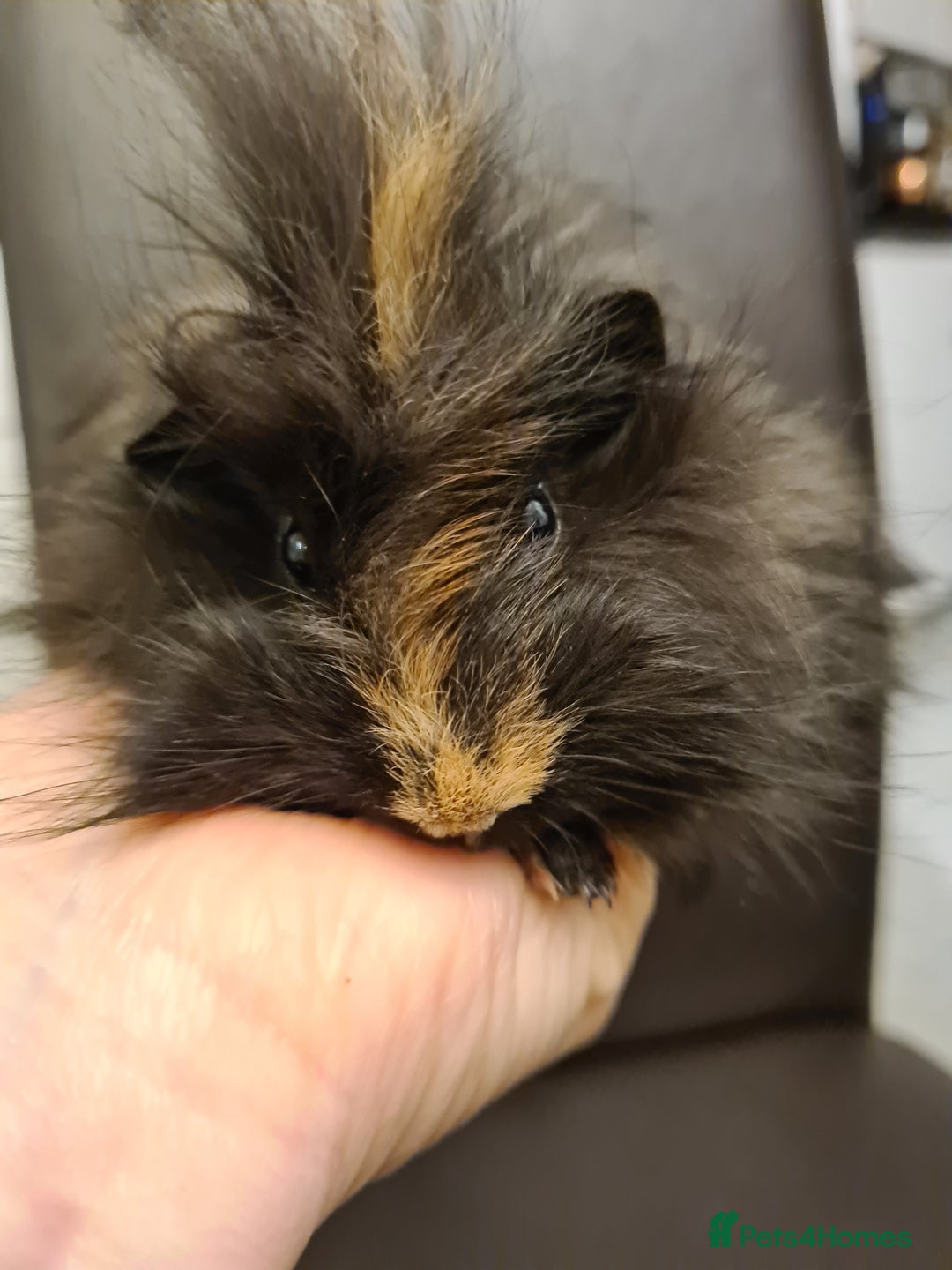 Guinea Pig rodents for sale: Long haired Peruvian-cross baby boys - Image 14