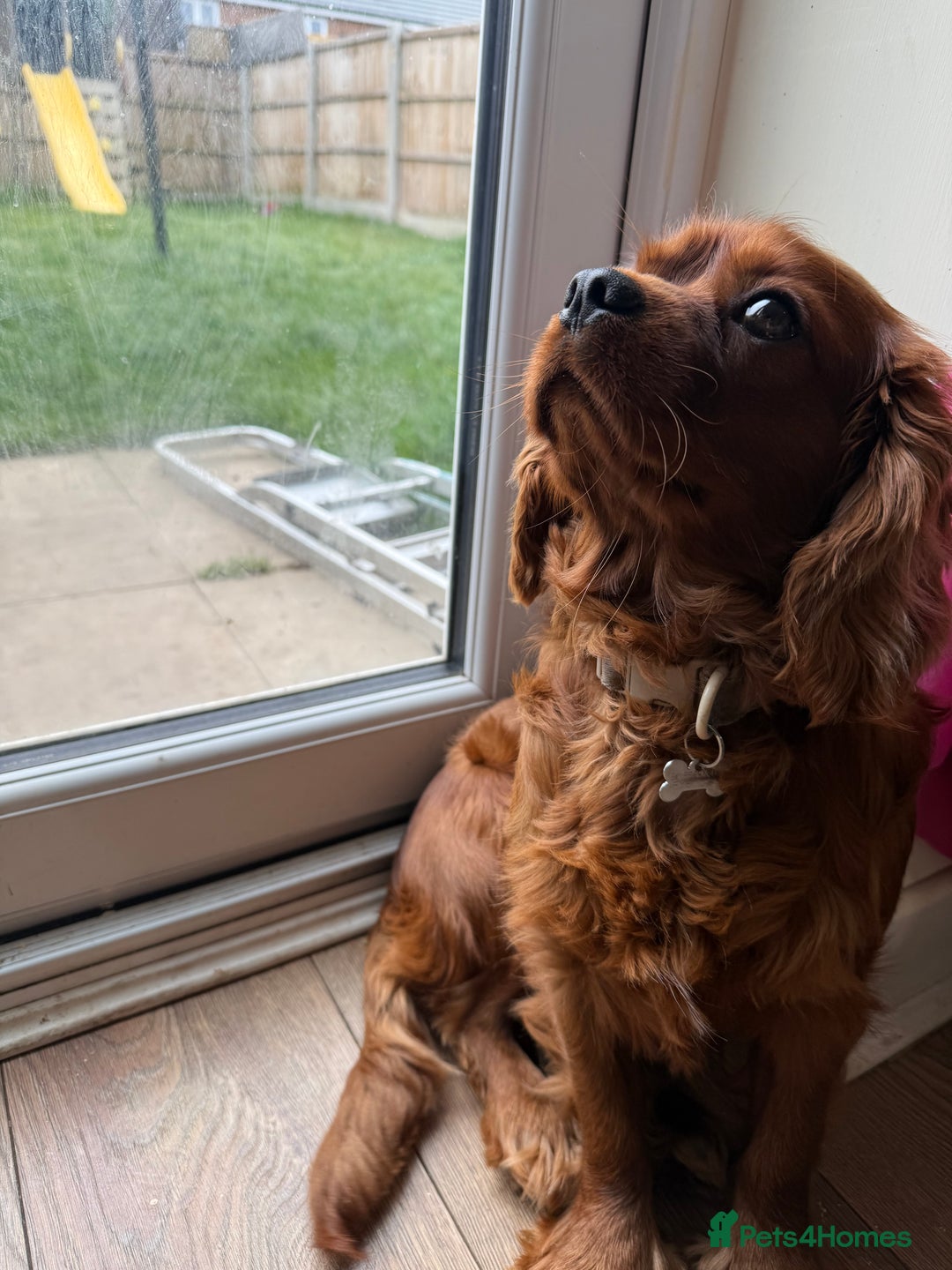 Cavalier King Charles Spaniel dogs for sale: Loving dog needs loving home - Image 4