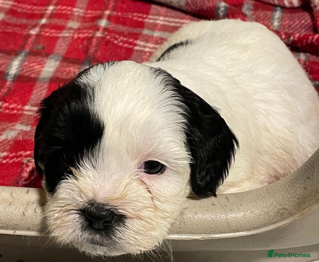 Mixed Breed dogs for sale: Stunning Sproodle x Shih Tzu pups ready 26/1 - Advert 10