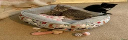 British Shorthair cats for sale: British Shorthair X Bengal Kittens - Advert 3