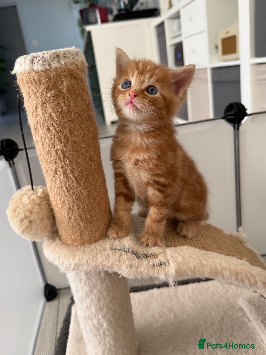 Turkish Angora cats for sale: Cute Turkish Angora x British Shorthair Kittens - Advert 15