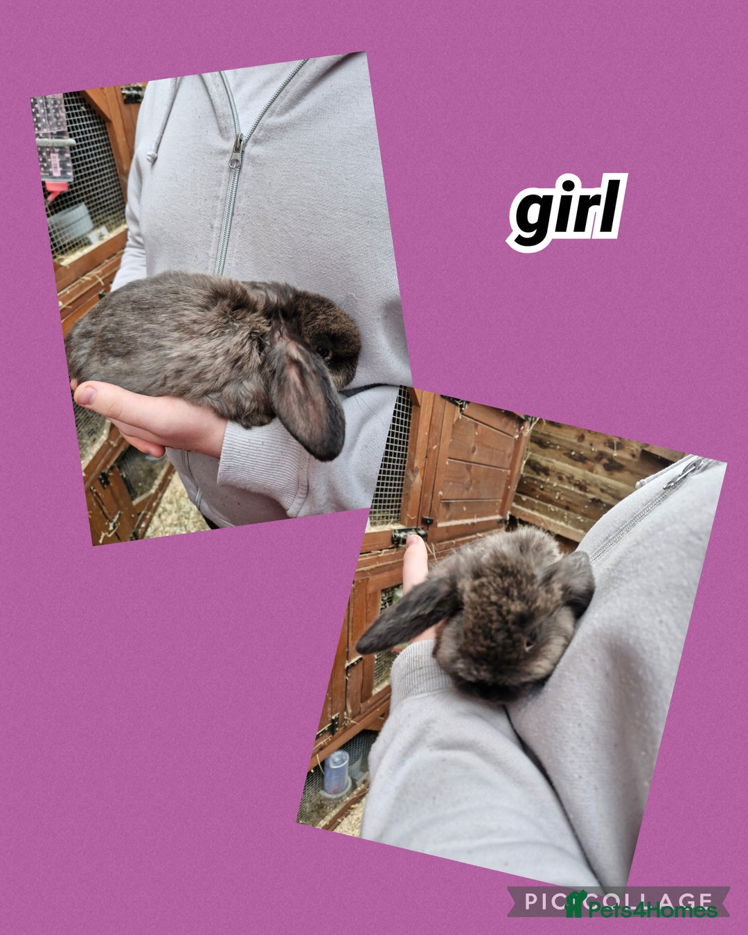 Mini Lop rabbits for sale: ** mini lops available now** - Advert 2