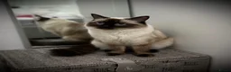 Ragdoll cats for sale: Gorgeous Chunky Ragdoll Litter - Advert 12