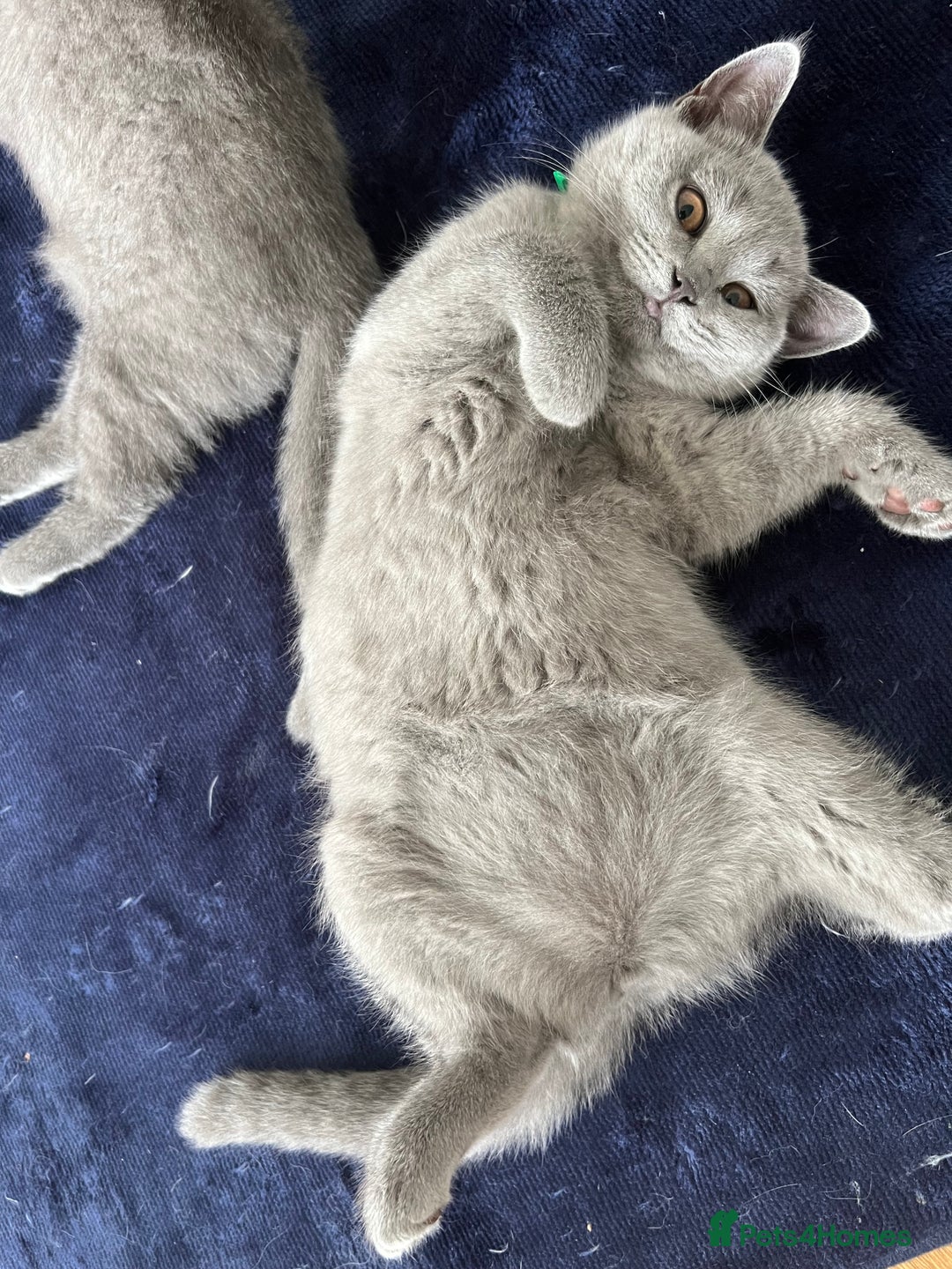 British Shorthair cats for sale: GCCF BSH KITTEN( female) - Image 2