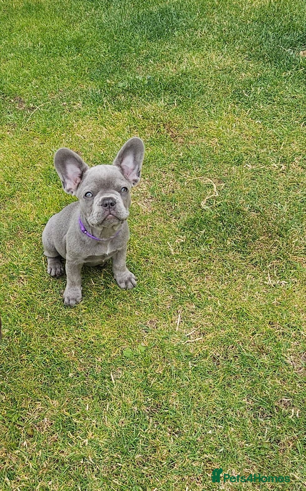 French Bulldog dogs 4 boys and 1 girl left. KC French Bulldog Puppies - Advert 1