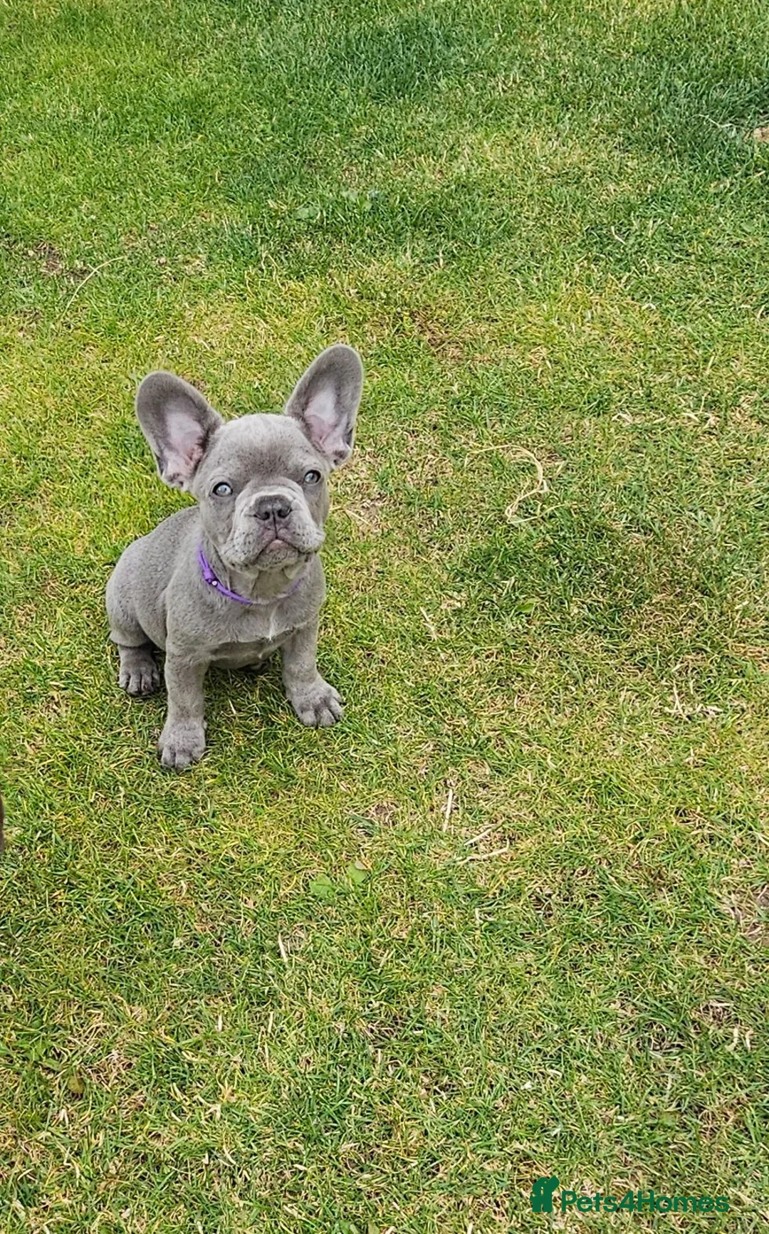 French Bulldog dogs for sale: 4 boys and 1 girl left. KC French Bulldog Puppies - Advert 1
