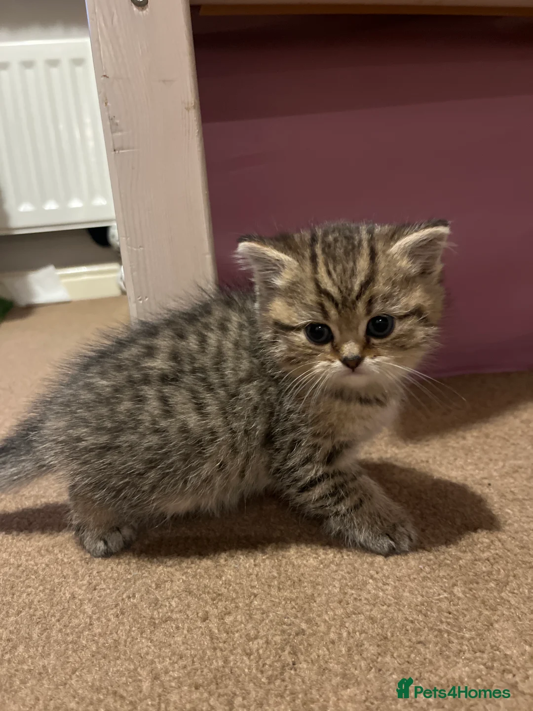 Scottish Fold cats for sale: Scottish fold kittens - Advert 11