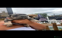 English Bulldog dogs for sale: KC REGISTERED ENGLISH BULLDOGS  - Image 34