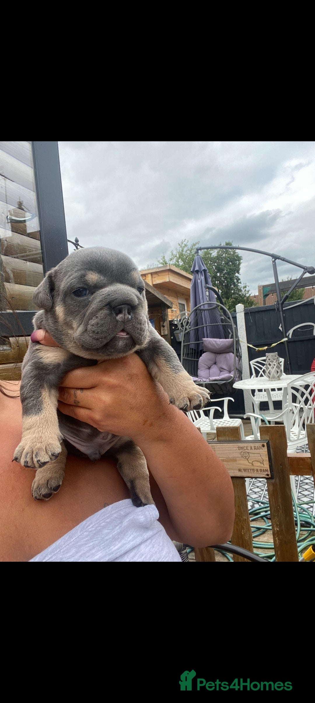English Bulldog dogs for sale: KC REGISTERED ENGLISH BULLDOGS  - Image 34