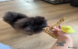 Budgerigars birds for sale: Pair of budgies  - Advert 11