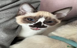 Siamese cats for sale: Kittens for re homing  - Image 4