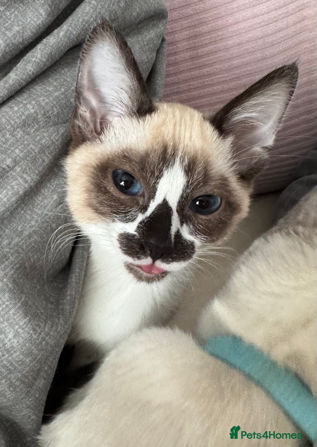 Siamese cats for sale: Kittens for re homing  - Image 4
